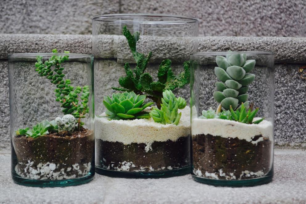 Cactus DIY